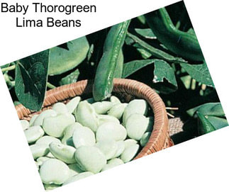 Baby Thorogreen Lima Beans