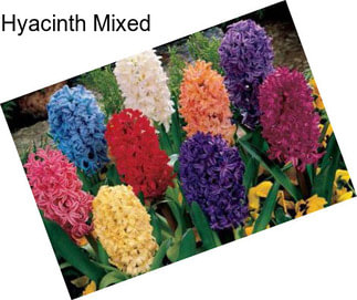 Hyacinth Mixed