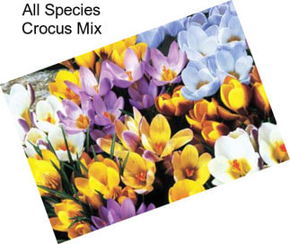 All Species Crocus Mix