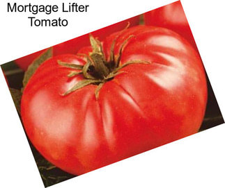 Mortgage Lifter Tomato