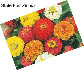 State Fair Zinnia