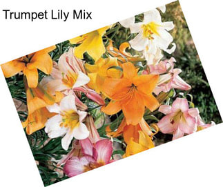 Trumpet Lily Mix