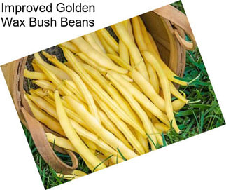 Improved Golden Wax Bush Beans