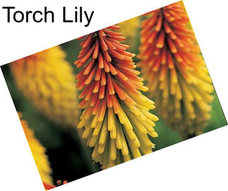 Torch Lily