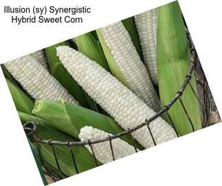 Illusion (sy) Synergistic Hybrid Sweet Corn