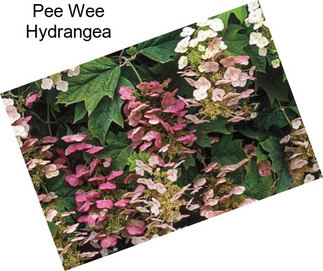 Pee Wee Hydrangea