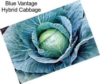 Blue Vantage Hybrid Cabbage