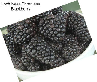 Loch Ness Thornless Blackberry