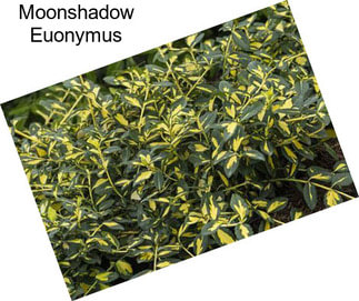 Moonshadow Euonymus