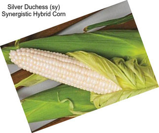 Silver Duchess (sy) Synergistic Hybrid Corn