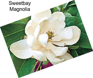 Sweetbay Magnolia