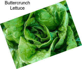 Buttercrunch Lettuce