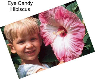 Eye Candy Hibiscus