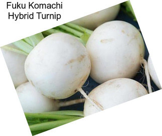 Fuku Komachi Hybrid Turnip