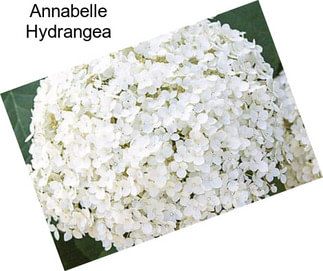 Annabelle Hydrangea