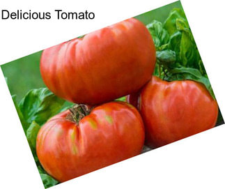 Delicious Tomato