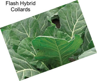 Flash Hybrid Collards