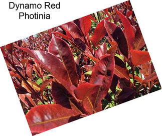 Dynamo Red Photinia