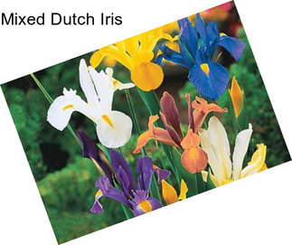 Mixed Dutch Iris