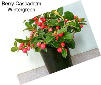 Berry Cascadetm Wintergreen