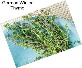 German Winter Thyme