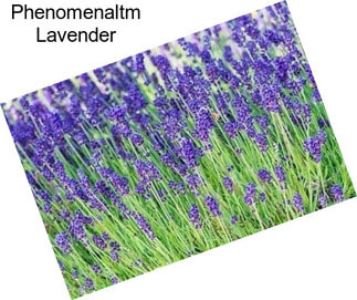 Phenomenaltm Lavender