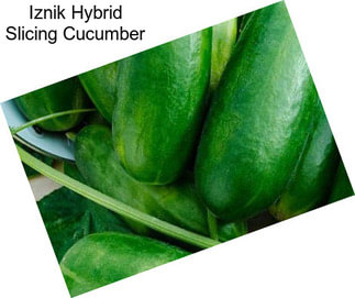 Iznik Hybrid Slicing Cucumber