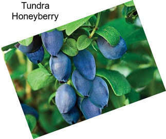 Tundra Honeyberry