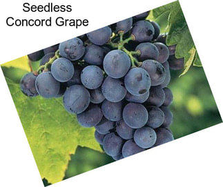 Seedless Concord Grape