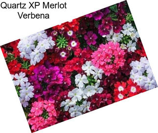 Quartz XP Merlot Verbena