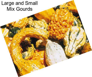 Large and Small Mix Gourds