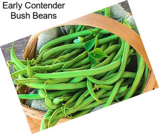 Early Contender Bush Beans