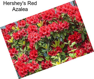 Hershey\'s Red Azalea