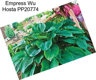 Empress Wu Hosta PP20774