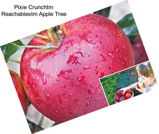 Pixie Crunchtm Reachablestm Apple Tree