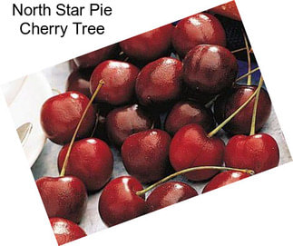 North Star Pie Cherry Tree