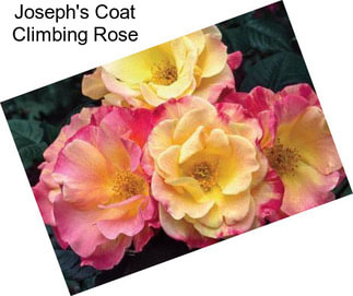 Joseph\'s Coat Climbing Rose