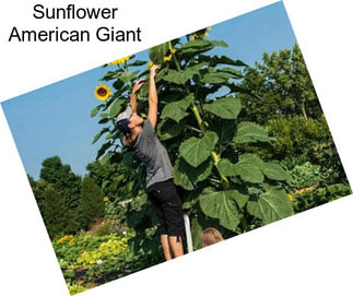 Sunflower American Giant