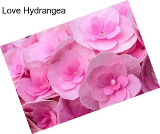 Love Hydrangea