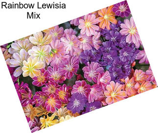 Rainbow Lewisia Mix