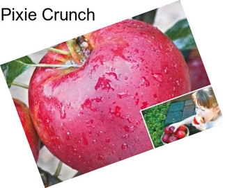 Pixie Crunch