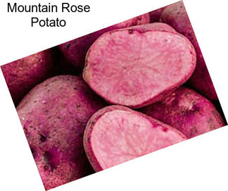 Mountain Rose Potato