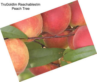 TruGoldtm Reachablestm Peach Tree