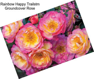 Rainbow Happy Trailstm Groundcover Rose