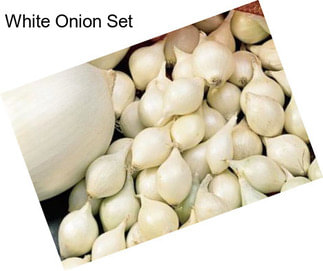 White Onion Set