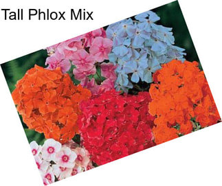 Tall Phlox Mix