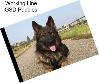 Working Line GSD Puppies