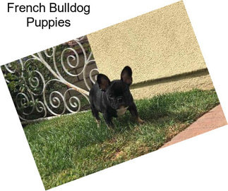 French Bulldog Puppies