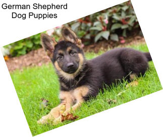 German Shepherd Dog Puppies