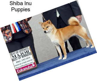 Shiba Inu Puppies